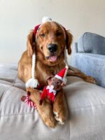 Pooch on a Perch - Adorable Christmas Elf Plush Dog Toy with Crinkle & Squeak, Perfect Holiday Gift & Stocking Stuffer for Your Pup! - Image 2